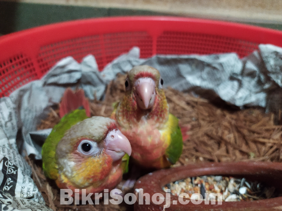 Conure - কনুর